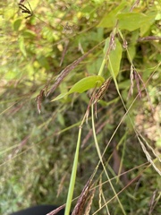 Brachypodium pinnatum