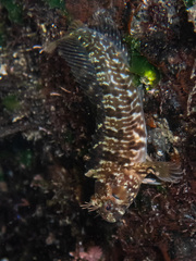 Hypsoblennius gilberti