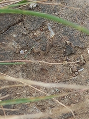 Cardiocondyla mauritanica