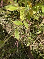 Brachypodium pinnatum