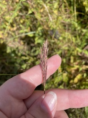 Brachypodium pinnatum