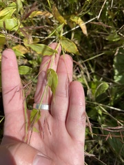 Brachypodium pinnatum