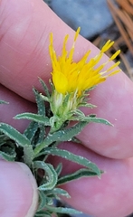 Ericameria suffruticosa