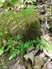 Cystopteris tenuis