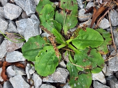 Plantago major