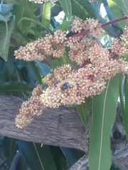 Pterygota