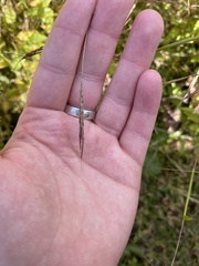 Brachypodium pinnatum
