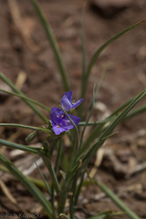 Tradescantia occidentalis