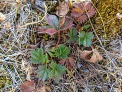 Potentilla crantzii