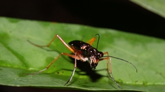 Odontocheila