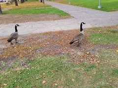 Branta canadensis
