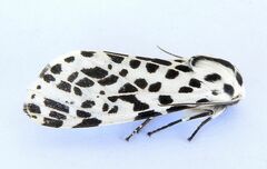 Hypercompe permaculata