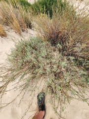 Artemisia campestris maritima