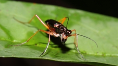 Odontocheila