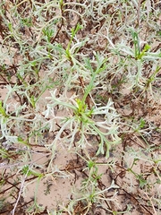Artemisia campestris maritima