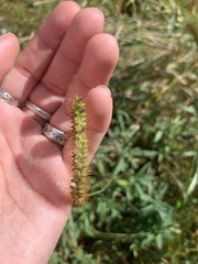 Setaria pumila