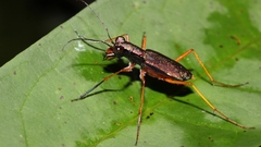 Odontocheila