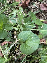 Viola sororia