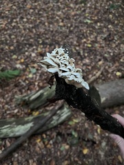 Crepidotus variabilis