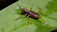 Odontocheila