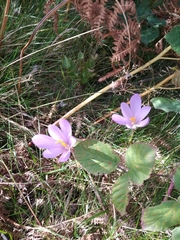 Crocus nudiflorus