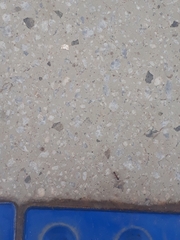 Formicidae