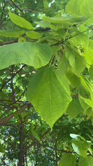 Catalpa bignonioides