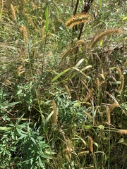 Setaria pumila