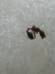Cardiocondyla mauritanica