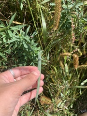 Setaria pumila