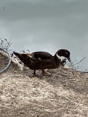 Anas platyrhynchos × Cairina moschata
