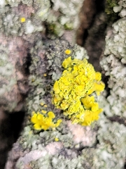 Xanthomendoza fallax