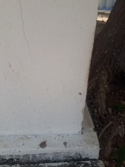 Camponotus