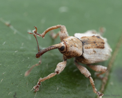 Neopsilorhinus valdivianus