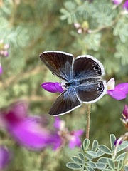 Echinargus isola