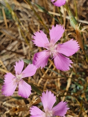 Dianthus lusitanus