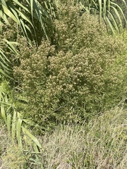 Baccharis neglecta