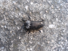 Capnodis tenebrionis