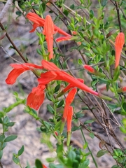 Clinopodium coccineum
