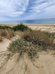 Artemisia campestris maritima