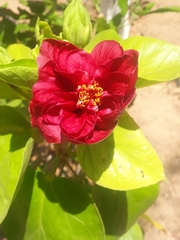 Hibiscus