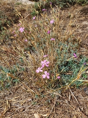 Dianthus lusitanus