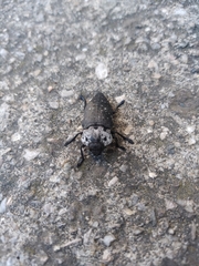 Capnodis tenebrionis