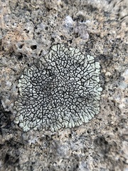 Dimelaena