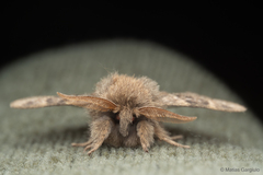 Macromphalia ancilla