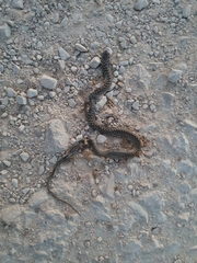 Dolichophis jugularis