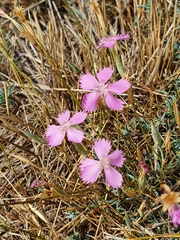 Dianthus lusitanus