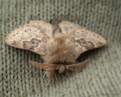 Macromphalia ancilla