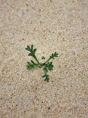 Artemisia campestris maritima