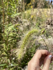 Setaria faberi